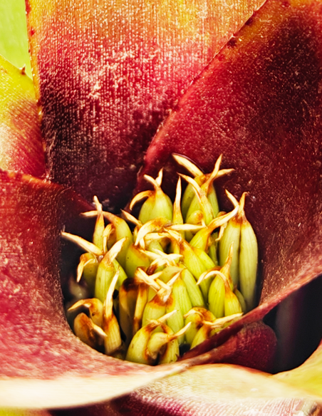 Neoregelia Amaranda