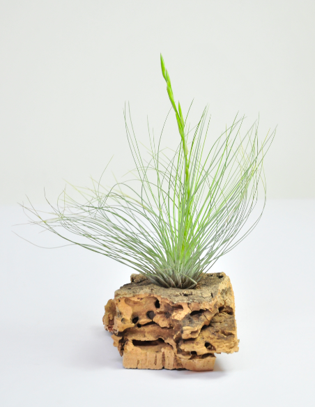 Tillandsia Filifolia