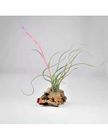 Tillandsia baileyi Corpus Christi