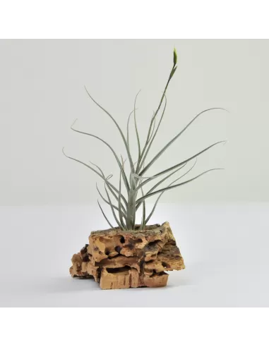 Tillandsia bandensis x marconae