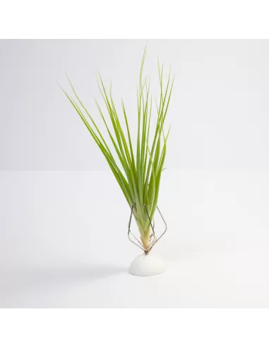 Tillandsia Bob Holm´s memory