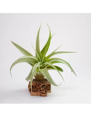 Tillandsia Capitata x Brachycaulos