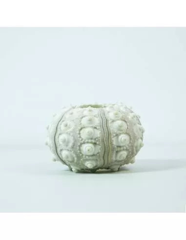 Erizo blanco relieve