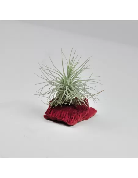 Tillandsia fuchsii Mexico x fuchsii gracilis