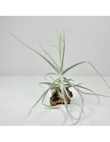 Tillandsia Holm´s Capricorn