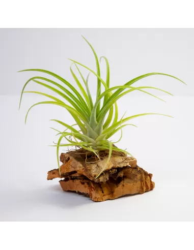 Tillandsia Holm´s Darling