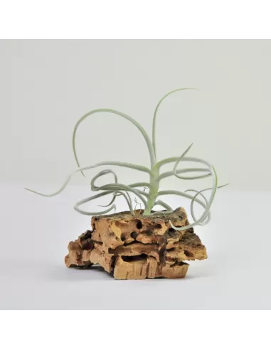 Tillandsia Holm's Mother Lode