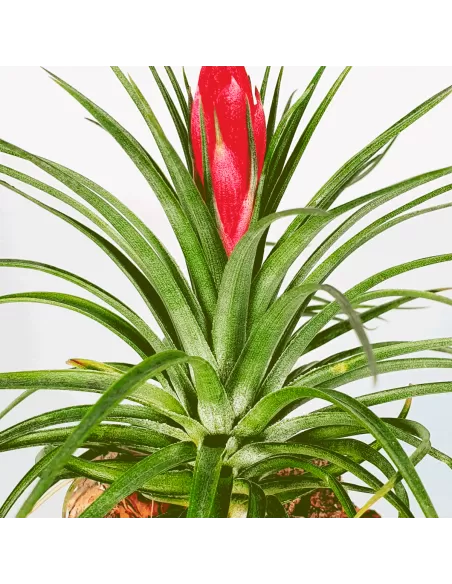 Tillandsia Holm's Stropi