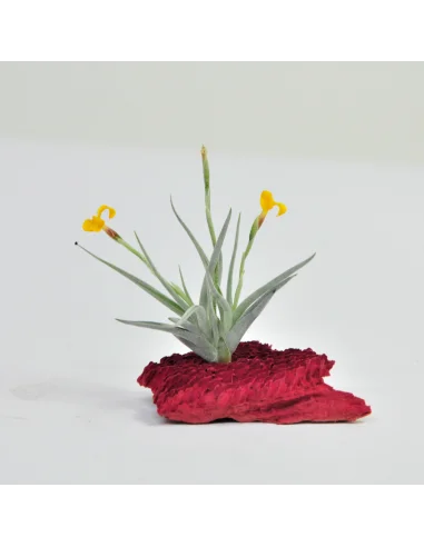 Tillandsia Holm´s Sunrays