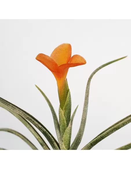 Tillandsia Holm's Sunset