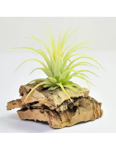 Tillandsia Ionantha Druid