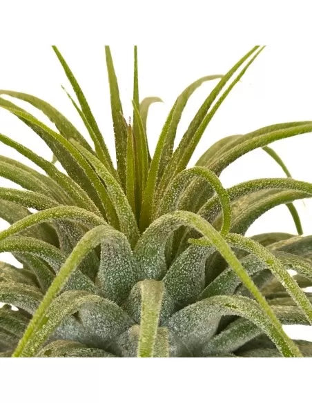 Tillandsia Ionantha Mexico Snow White