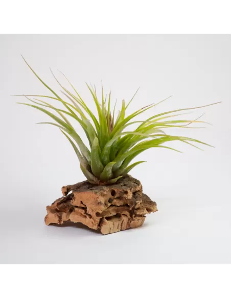 Tillandsia Kolbii x Juncea