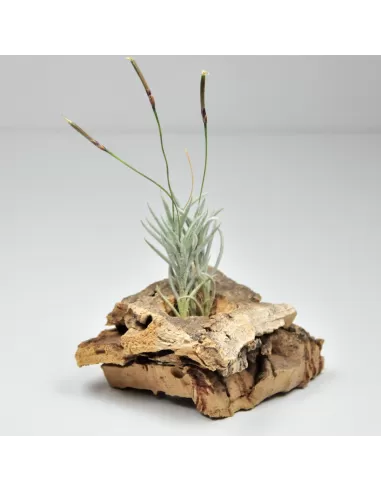Tillandsia Languinosa