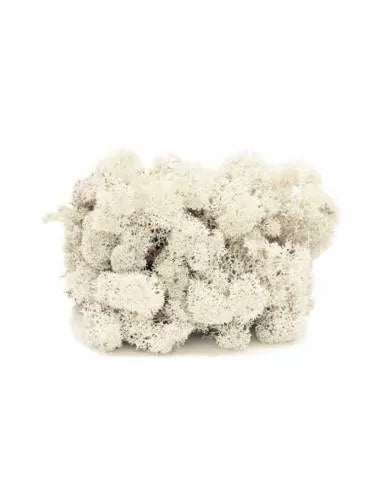 Lichen white