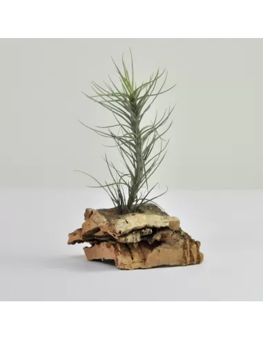 Tillandsia Seideliana Mini