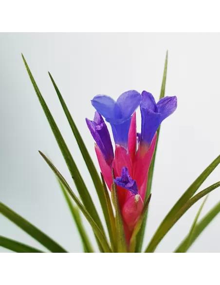 Tillandsia Neglecta x Seideliana