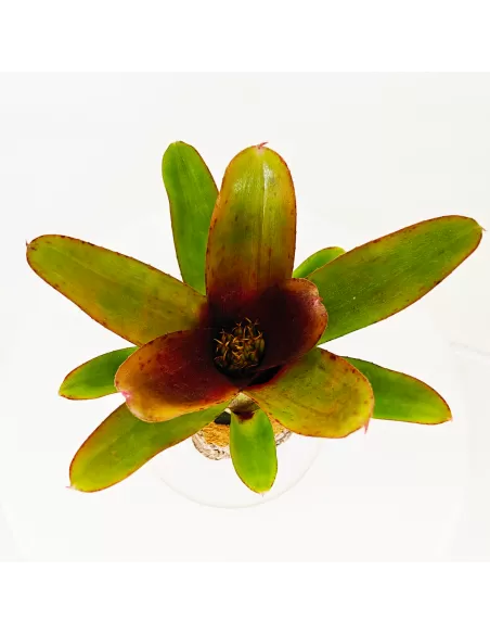 Neoregelia Amaranda