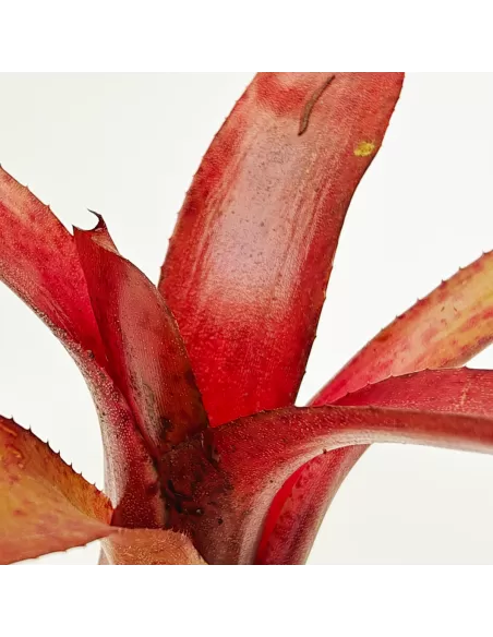 Neoregelia Amazon V. Lose