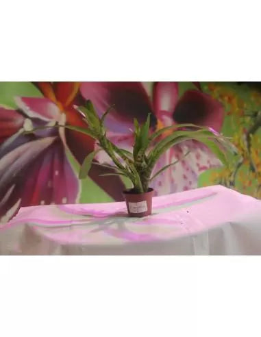 Neoregelia Ampullacea
