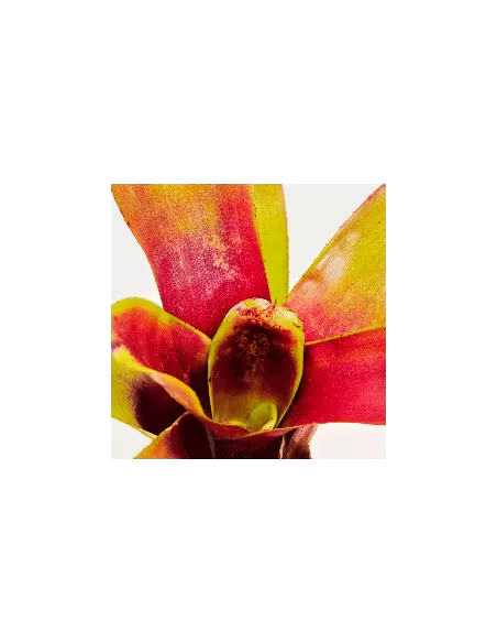 Neoregelia Casiopea