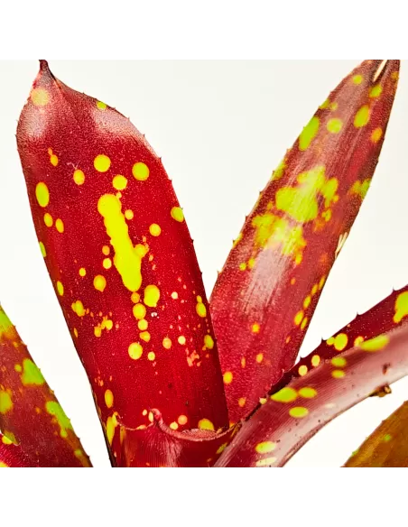 Neoregelia Domino