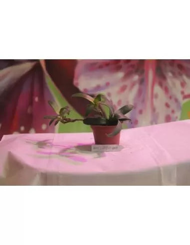 Neoregelia Lilliputiana