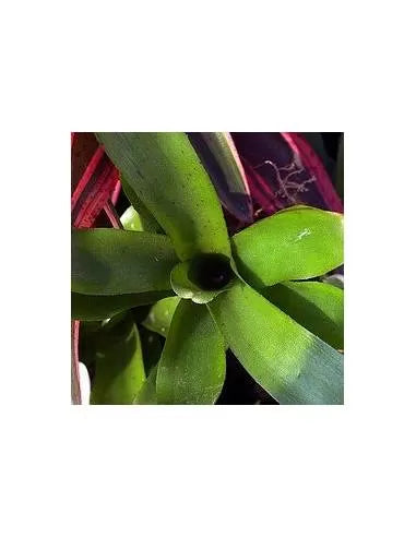 Neoregelia Narziss