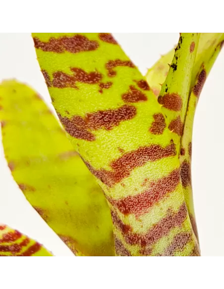 Neoregelia Punctissima Compact