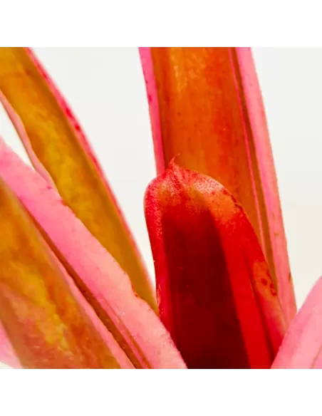 Neoregelia Shultessi Variedad Lose