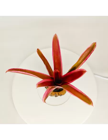 Neoregelia Shultessi Variedad Lose
