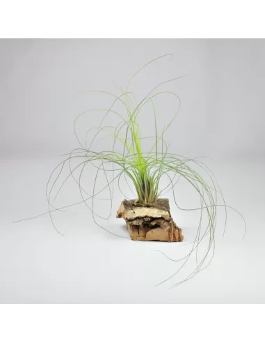 Tillandsia Nolleriana