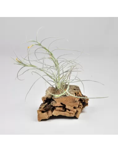 Tillandsia Old Man’s Gold