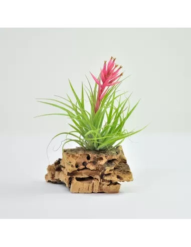 Tillandsia Remember Bob Holm