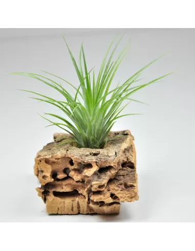 Tillandsia Stricta Green x Globosa