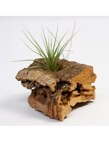 Tillandsia Stricta Hart x Holm´s Starfruit