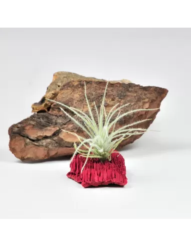 Tillandsia Tectorum Filifoliatum