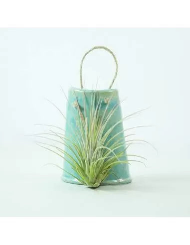 Teja colgar azul Ionantha Rosea