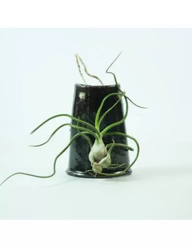 Teja colgar marrón Bulbosa