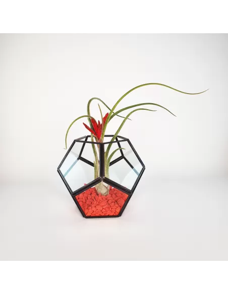 Terrario Pentágono + Caput-Medusae L