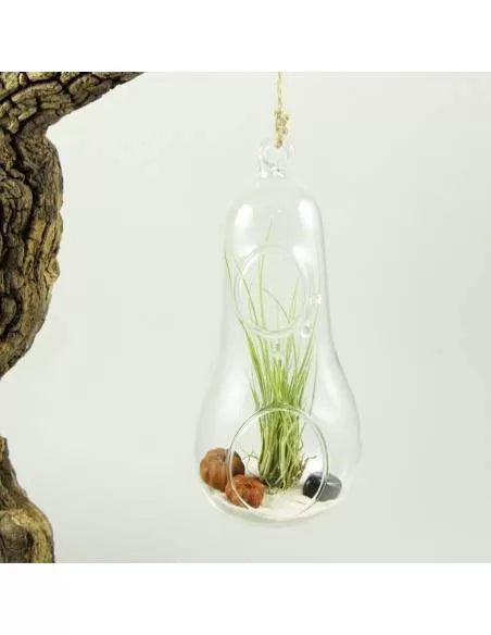 Pear Terrarium