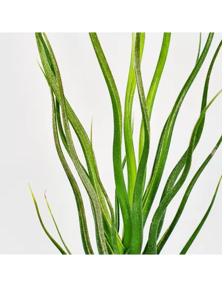 Tillandisa Bulbosa Hybrid