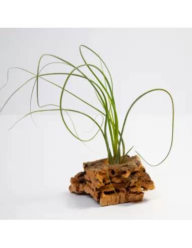 Tillandsia Butzii Roseiflora