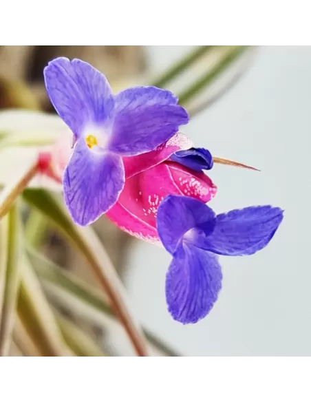 Tillandsia Aeranthos Aemula