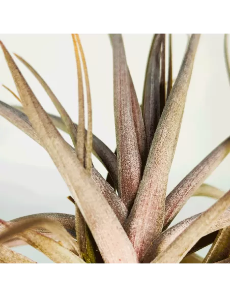 Tillandsia Aeranthos Burgundy