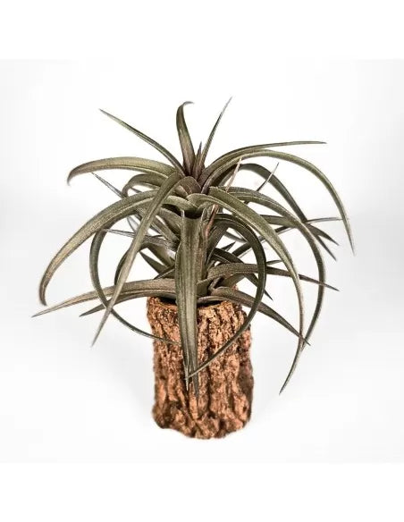 Tillandsia Aeranthos Curly
