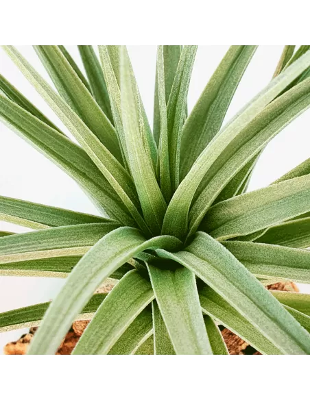 Tillandsia Aeranthos Giant Form
