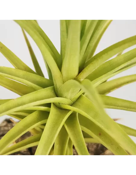 Tillandsia Aeranthos Miniata