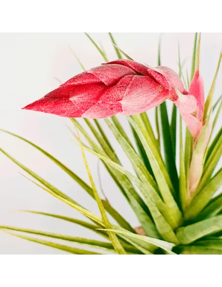 Tillandsia Aeranthos Tropic Skye