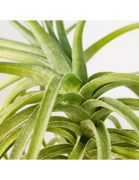 Tillandsia Aeranthos x Holm´s Star Rose